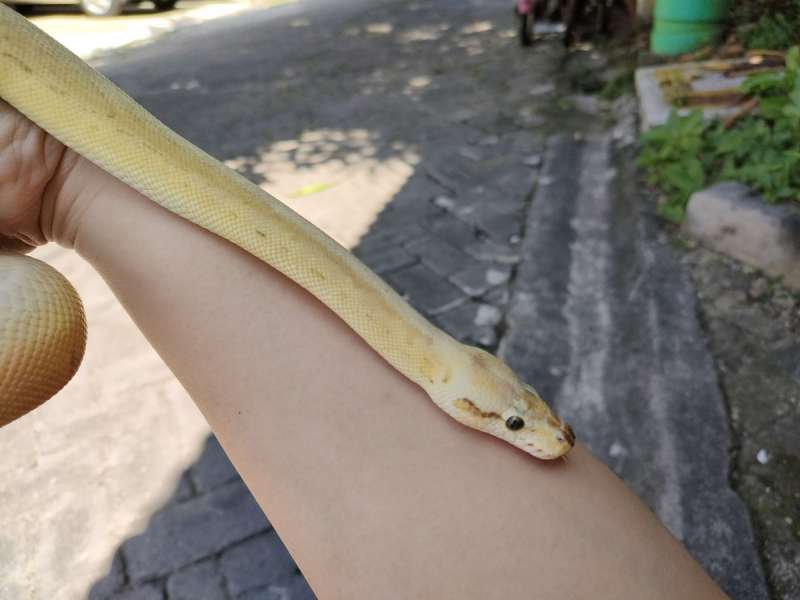 M Spotnose Enchi Lesser Super Pastel Pinstripe HET Clown PH Dessert Ghost