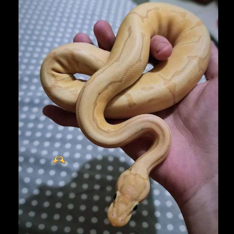 Ball Python Banana Enchi Pinstripe