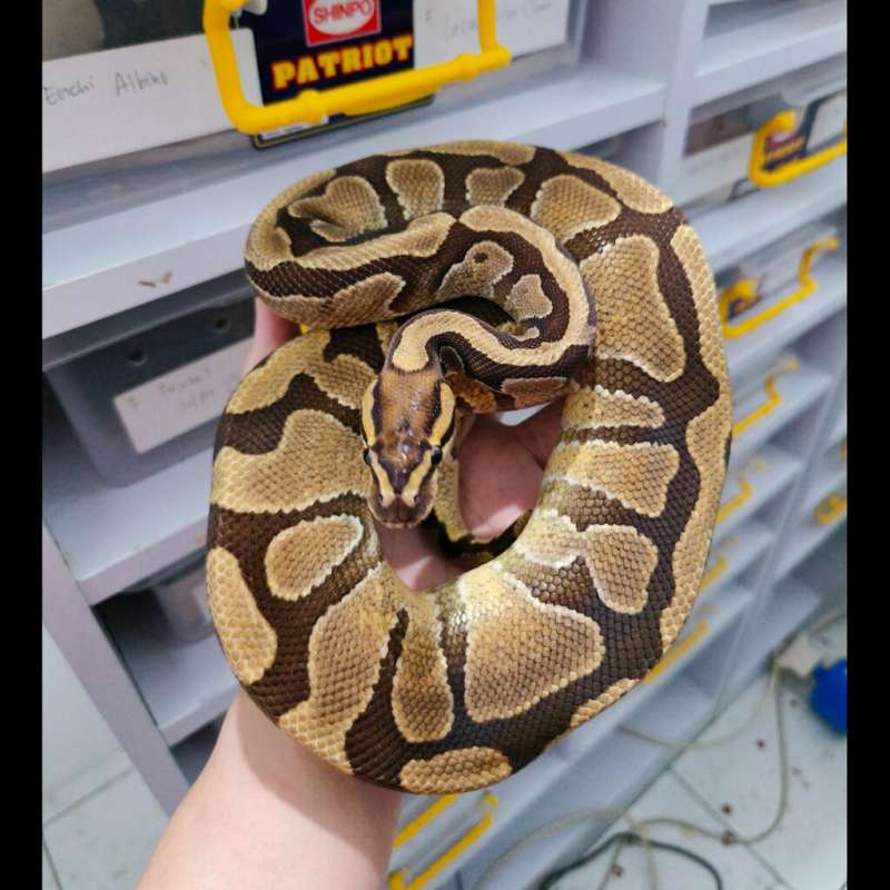 M Enchi het Clown