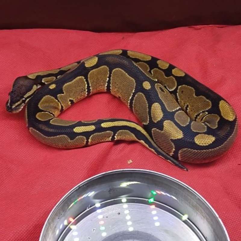 Ball Python Normal Female 8 bulan Gemoy