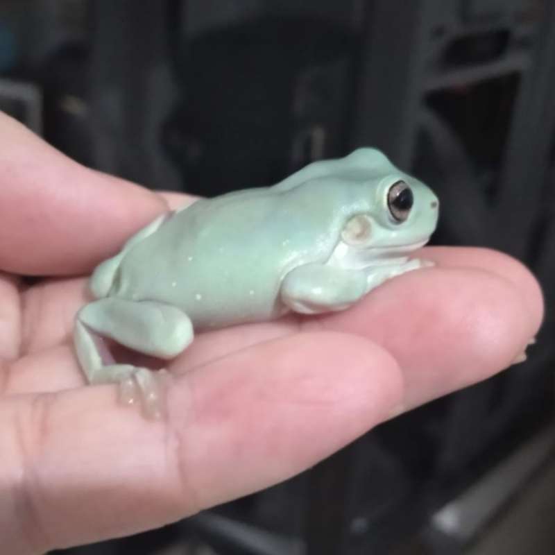 Australian white tree frog/Australian blue dumpy frog