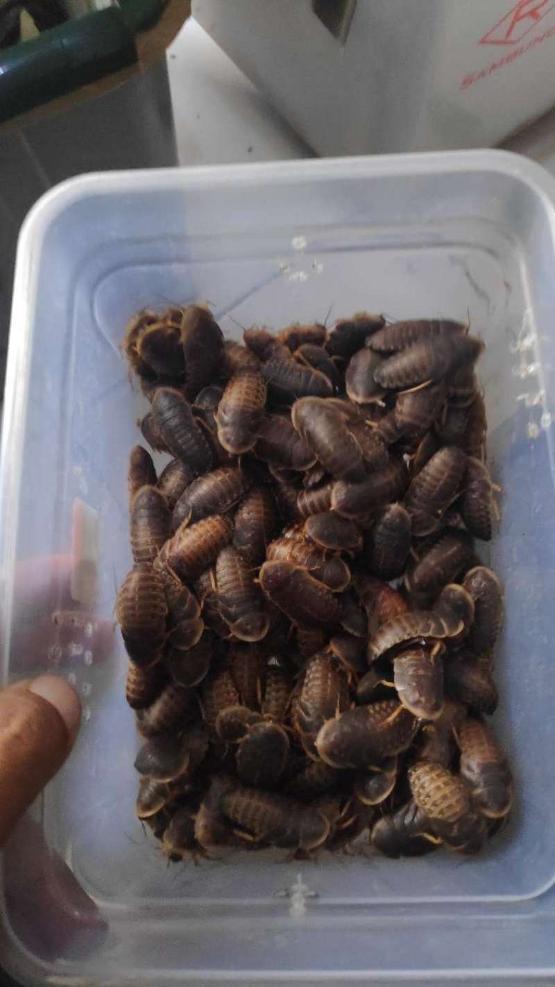 dubia size 3-4 cm