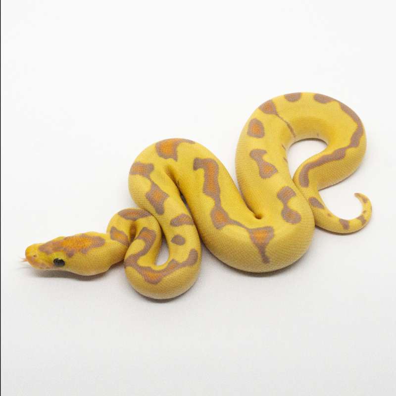 M Banana Super Enchi Clown (Female Maker)