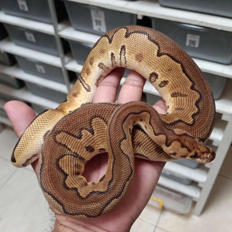 Female Enchi Cinnamon Clown