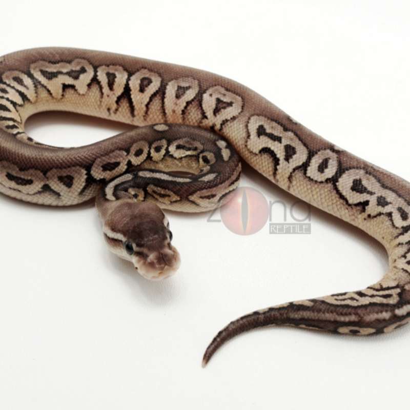 Ball Python Pewter Female