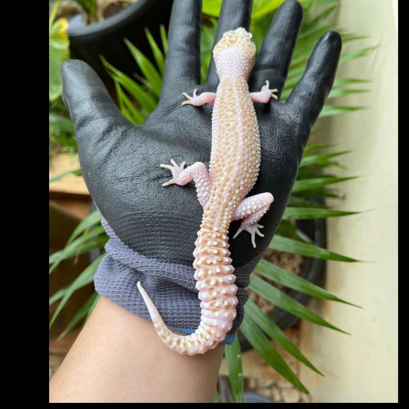 PIED SUPER RAPTOR FEMALE ADULT