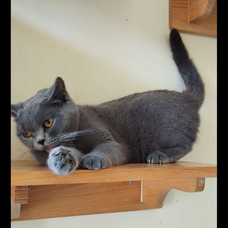 British Shorthair/BSH Solid Blue (Pedigree)