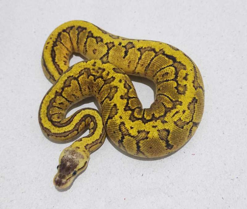 Pastel Pinstripe YB Female