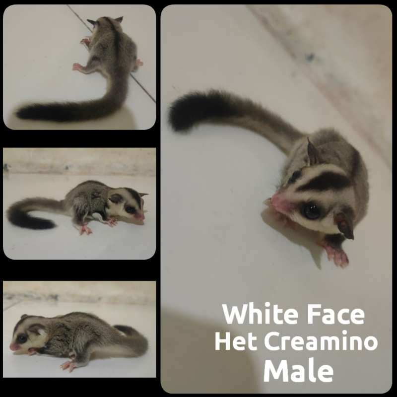 SG WHITE FACE HET CREAMINO