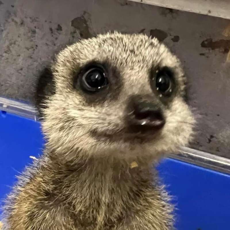 Meerkat