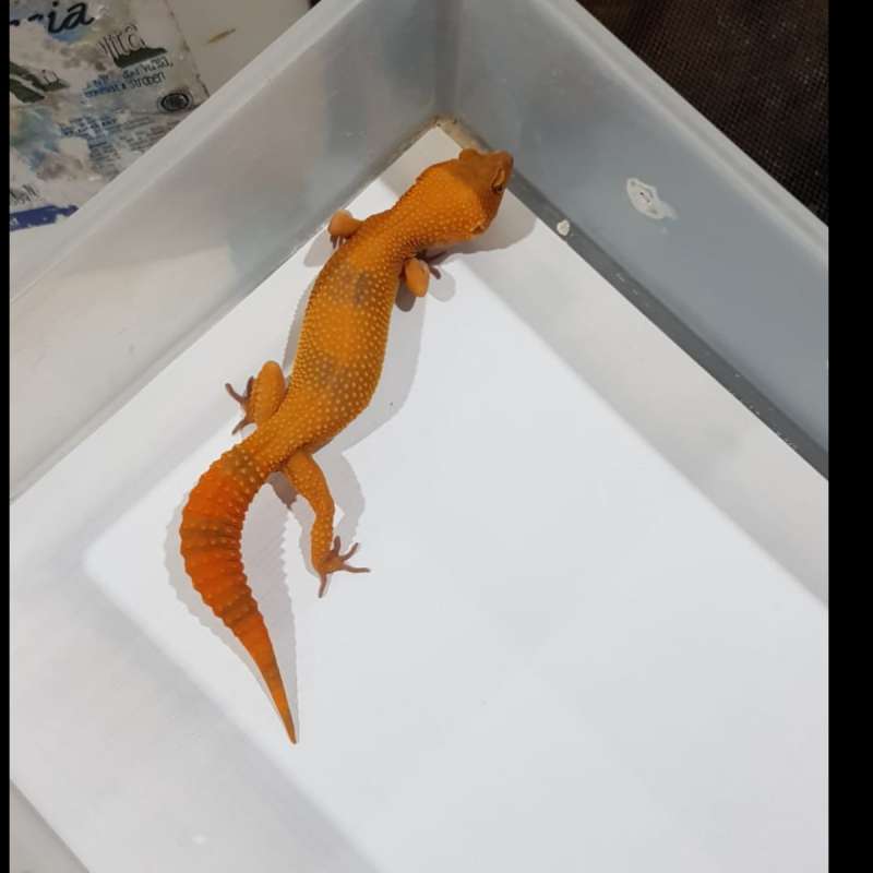 SUNGLOW FULL CT FEMALE KONTES QUALITY