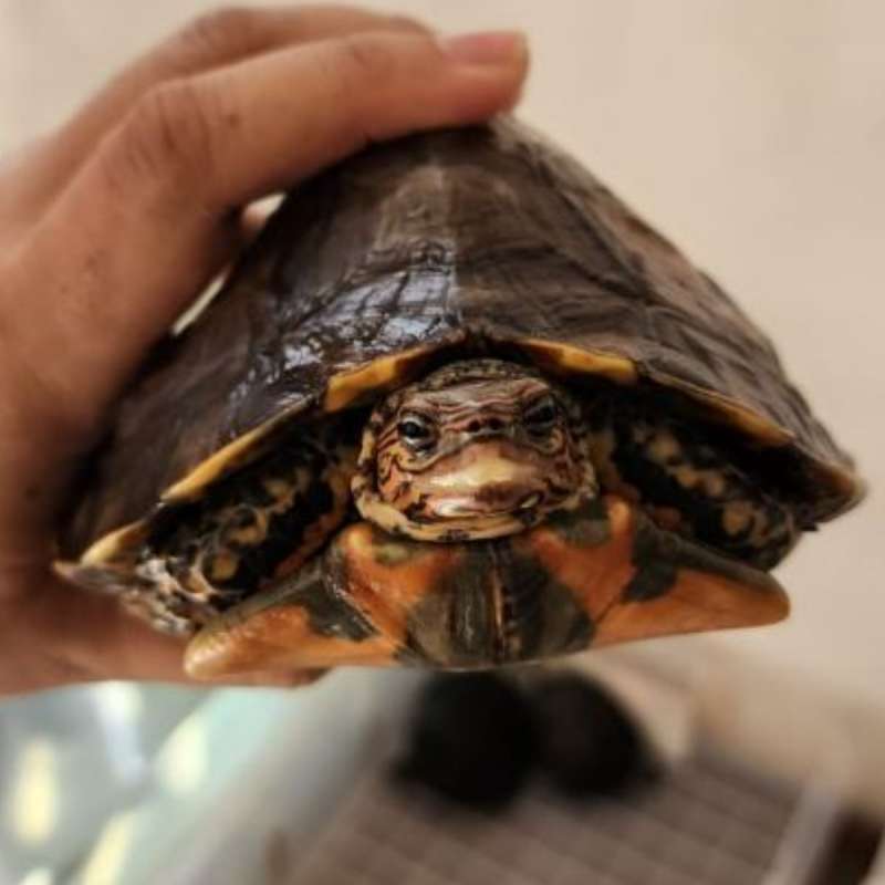 Ornate Wood Turtle