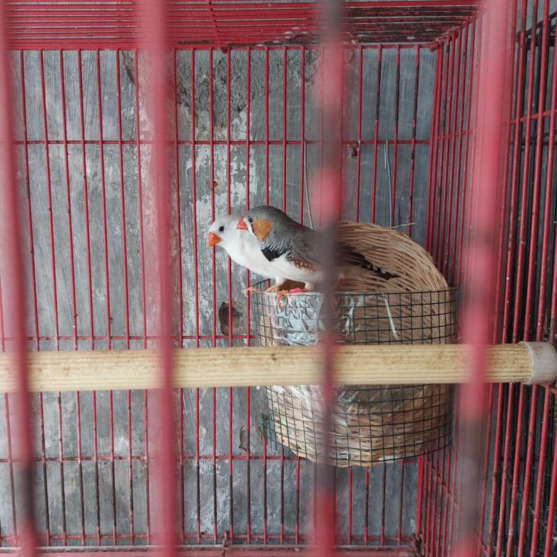 Sepasang burung zebra finch proven