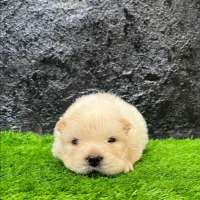 Chow chow