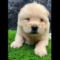 Chow chow