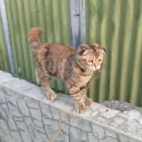 scottish fold betina 8 bu