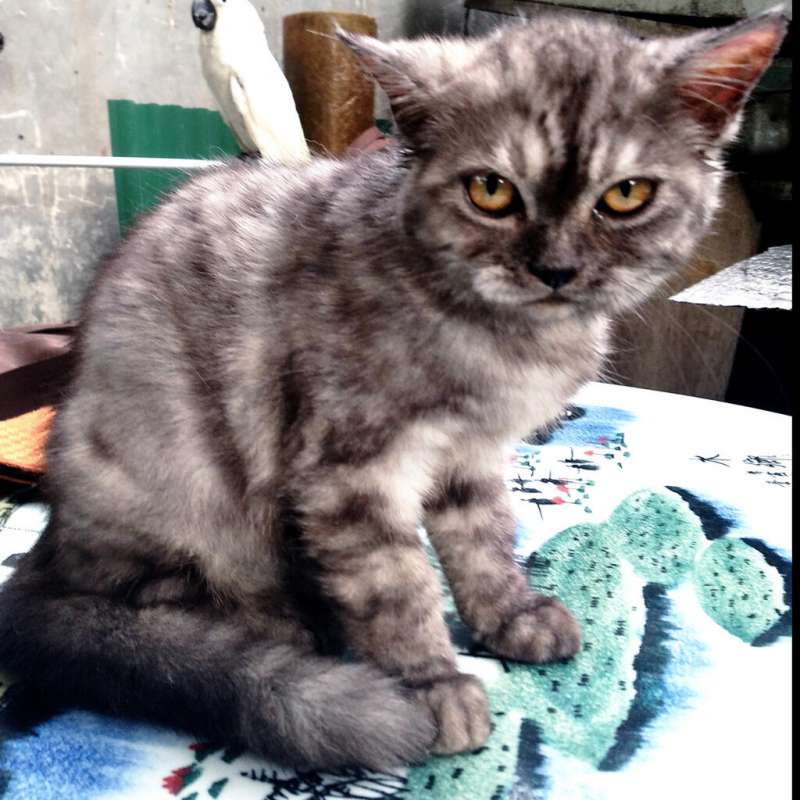 Kucing Persia Medium Bulu Kapas