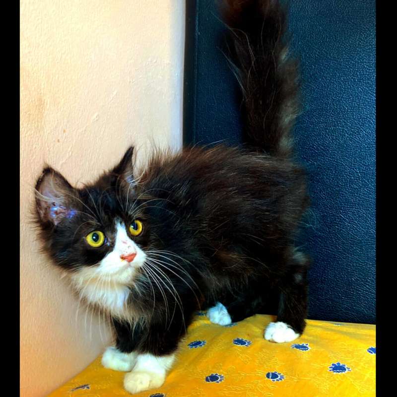 Persia Medium Longhair Kitten