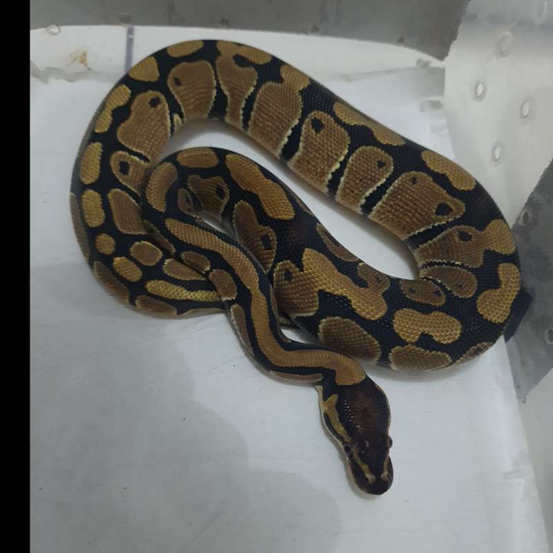 Ball Python Normal