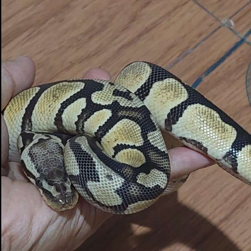Ball Python OD, Pastel Betina/Female