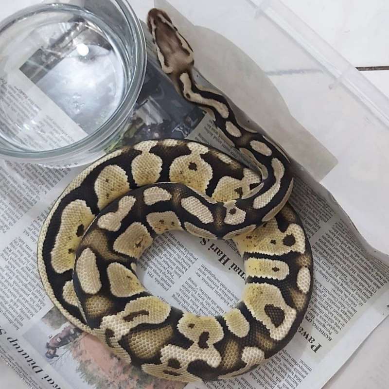 M - Proven Pastel Het Genetic Stripe