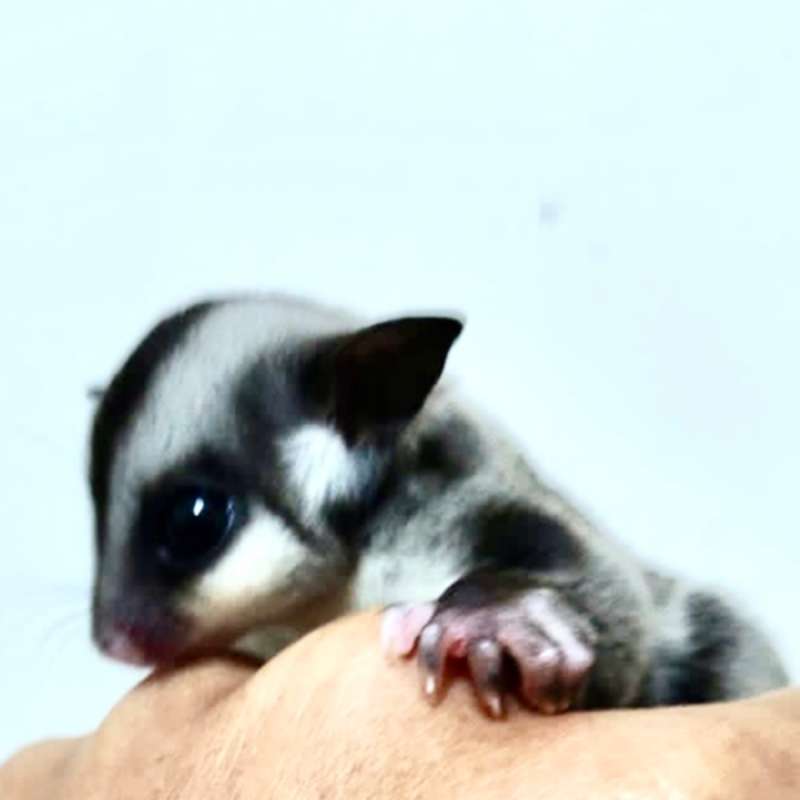 Sugar Glider Classic Grey Male ( Anak Tunggal)