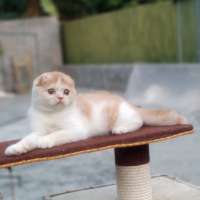 kucing scottish fold jant