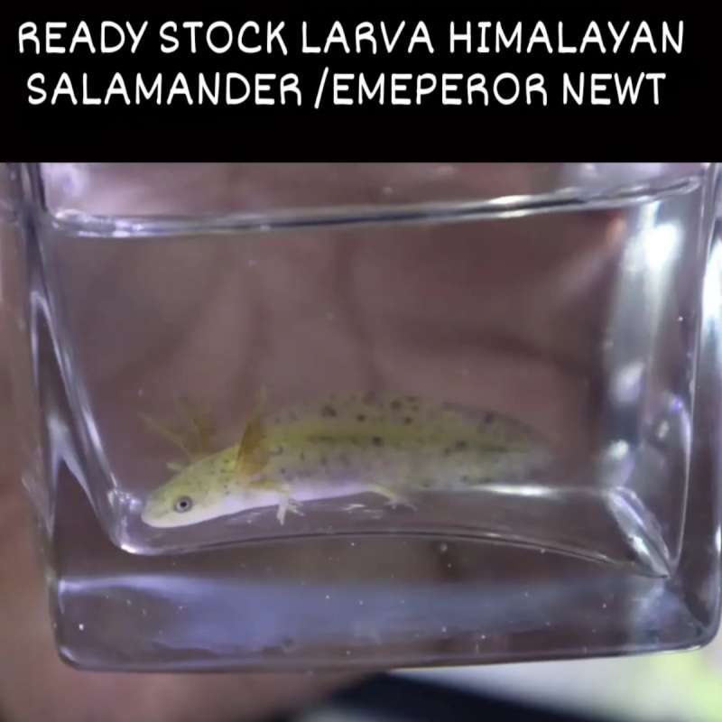 Larva newt salamander/emperor newt