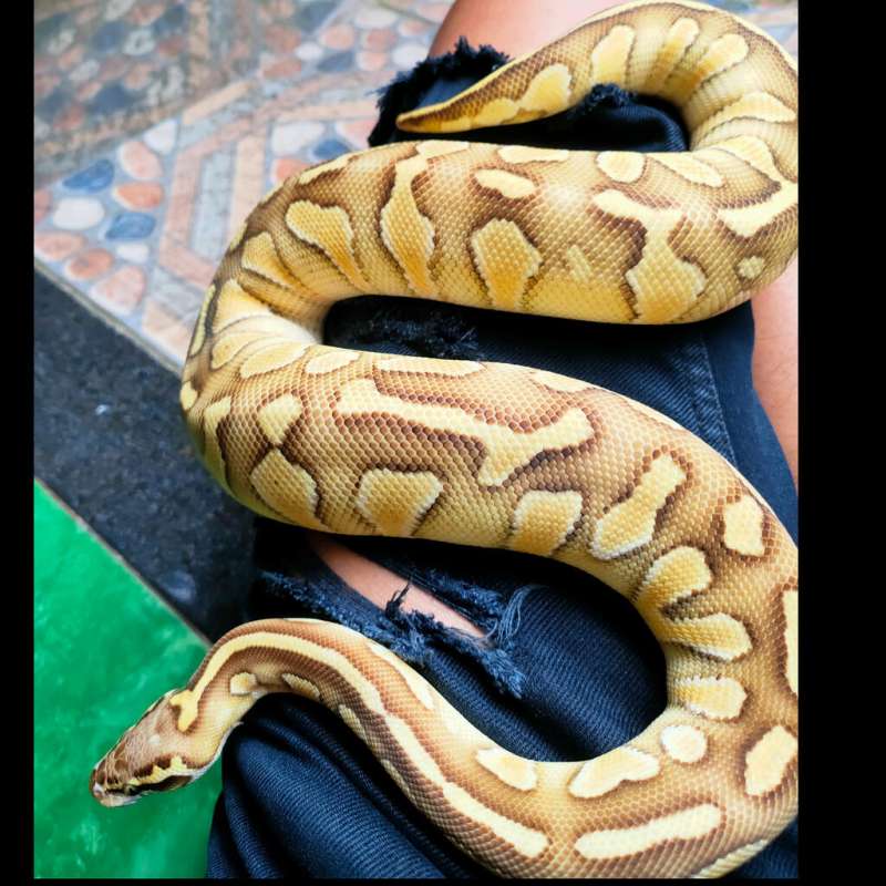 Lesser pastel het clown female