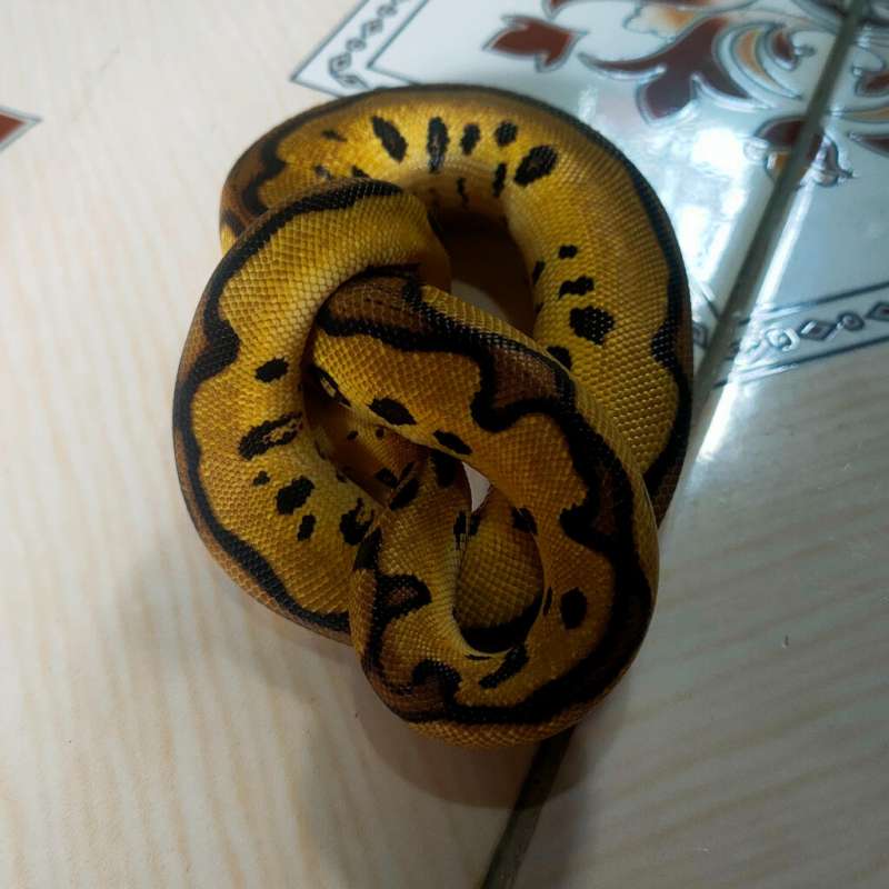 Leopard pastel clown 300gram male