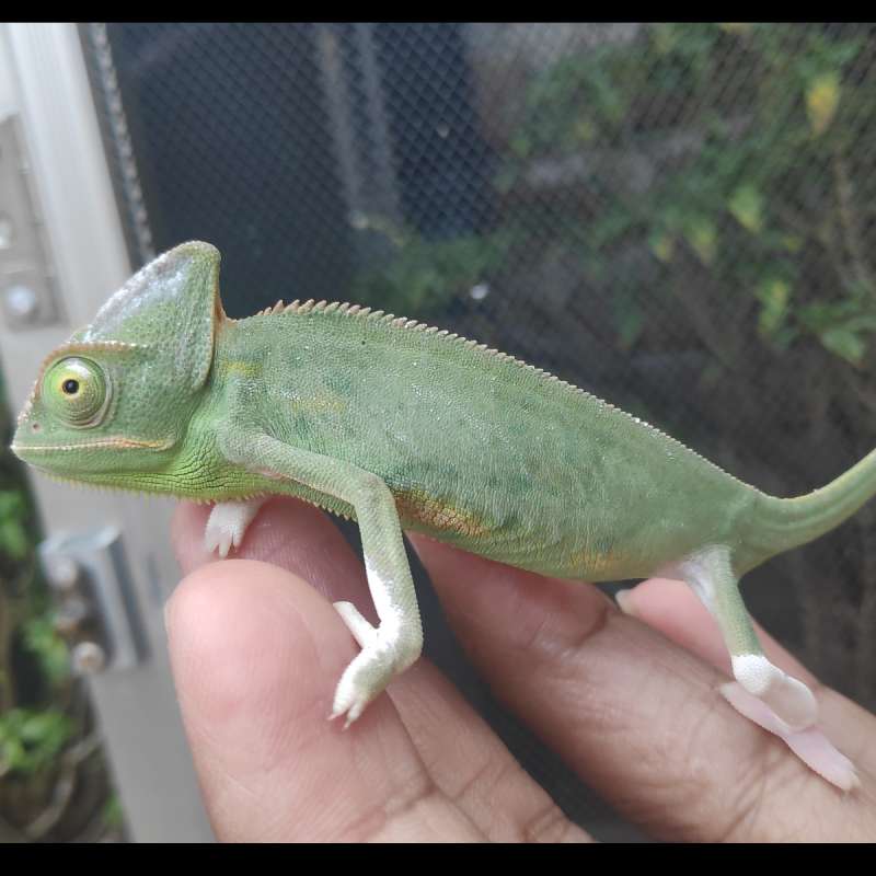 Chameleon veiled high vied