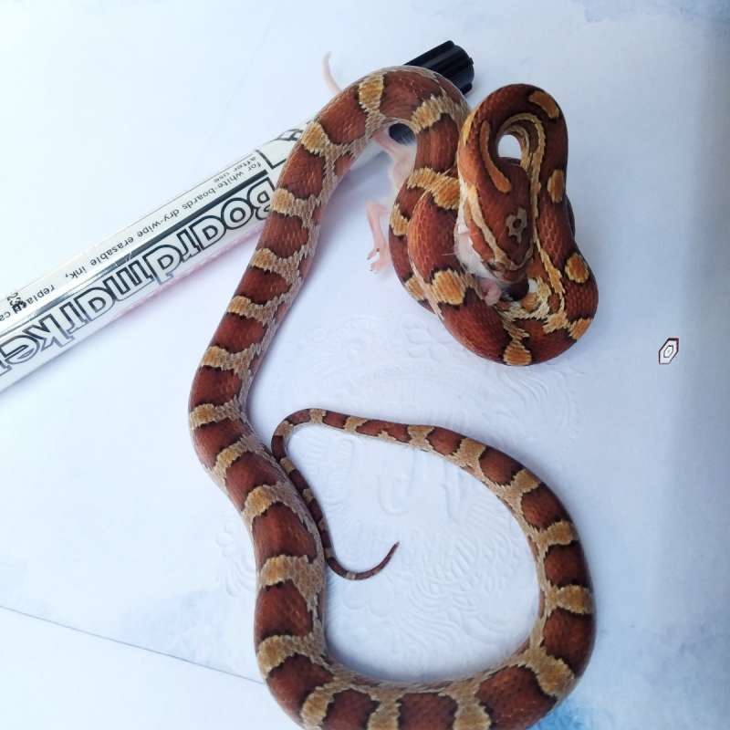 Corn Snake Female - Wildtype / Classic
