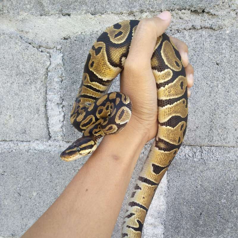 Ball Python - Normal Female