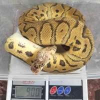 M - Pastel Clown (Proven)
