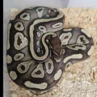 MOJAVE  PASTEL LESSER MAL