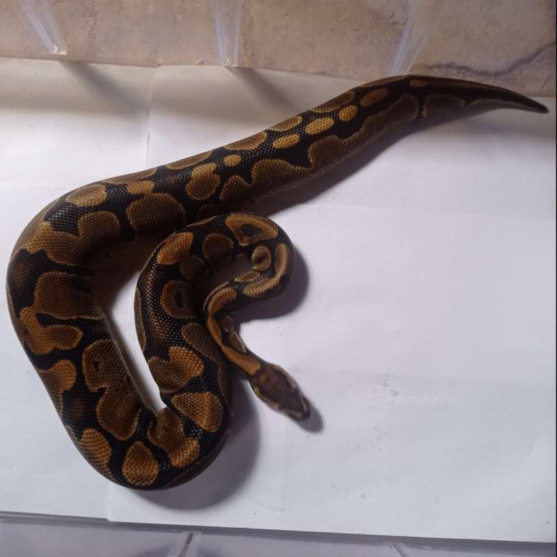 Female Normal het Pied 100%