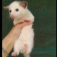 Baby musang pandan platin