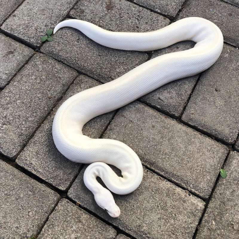 BEL (Blue Eyed Leucistic)