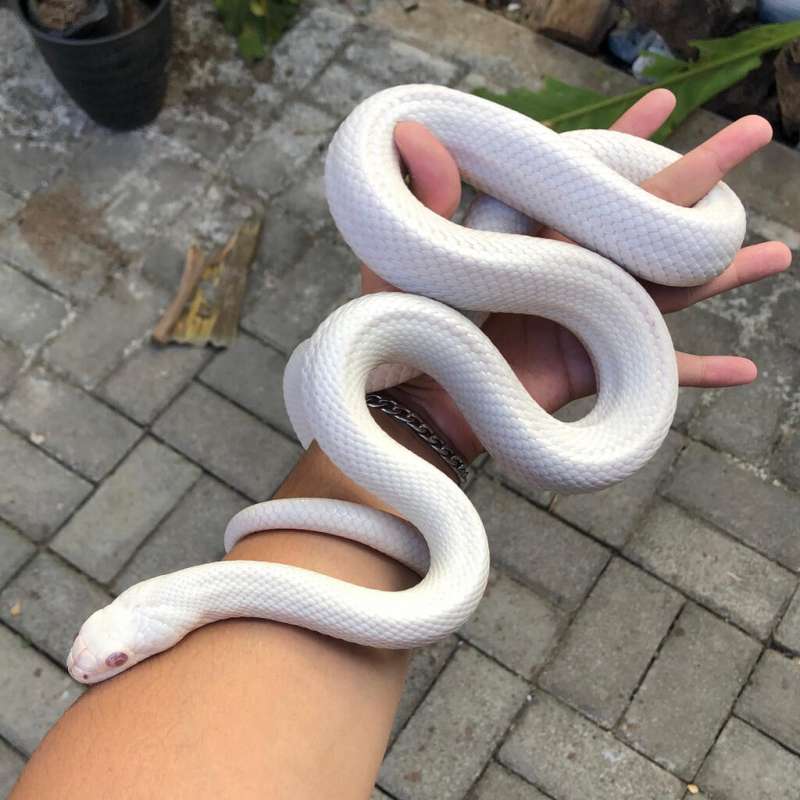 Texas lucy ratsnake albino