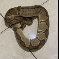 Male enchi clown het lave