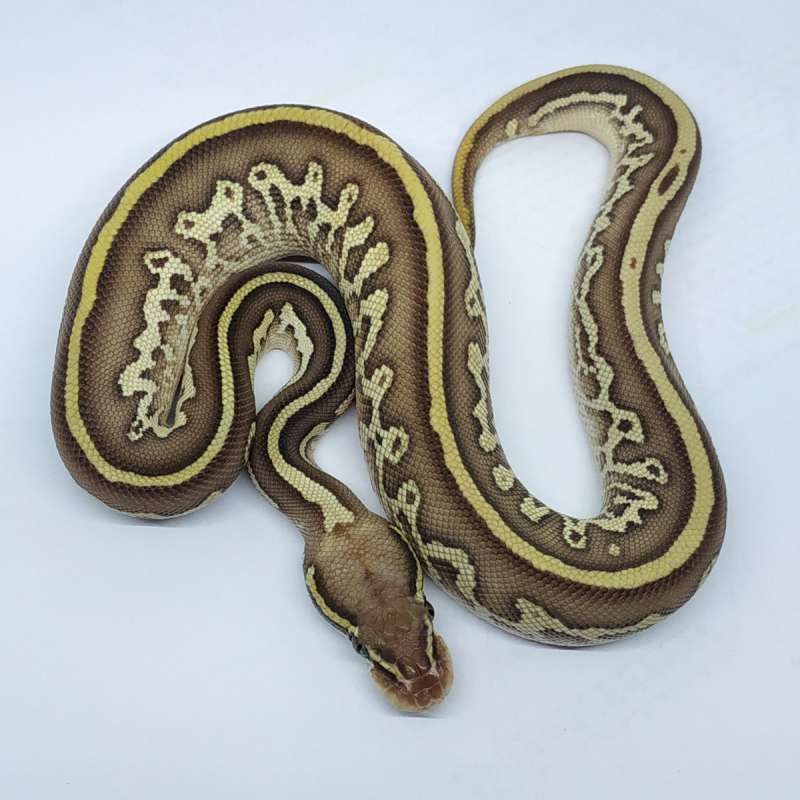 F Leopard pastel lesser ph pied