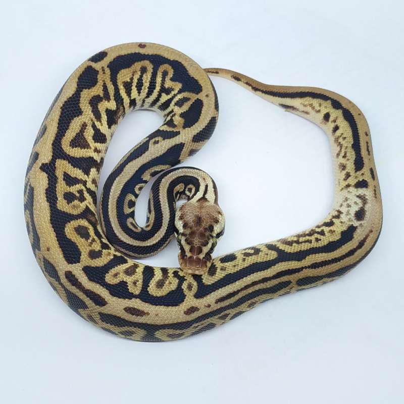 F Leopard Spotnose Pastel ph pied