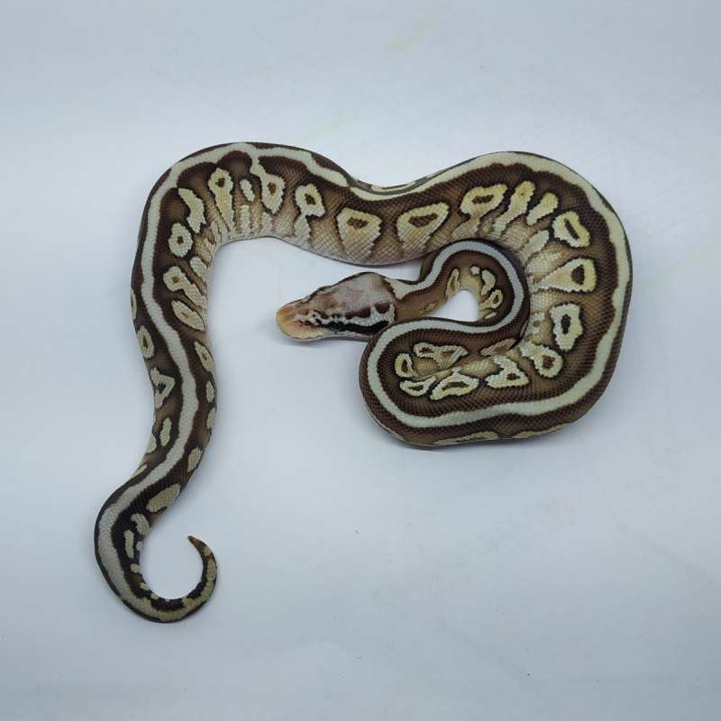 F Spotnose pastel lesser ph pied