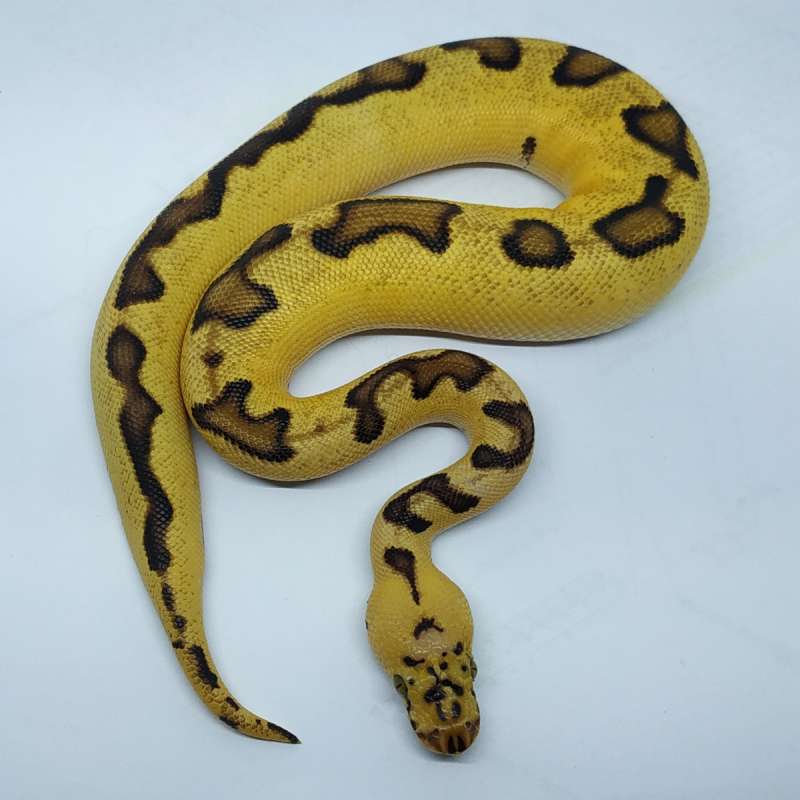 M pastel enchi clown