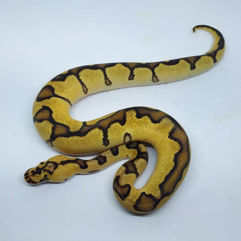 M pastel enchi clown