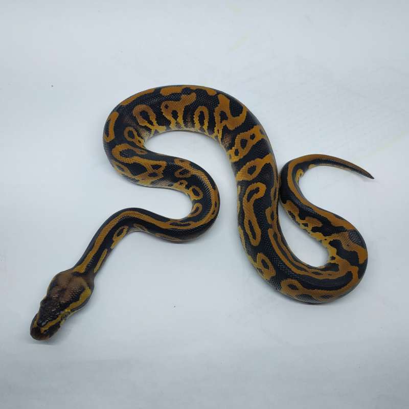 M leopard pastel ph pied