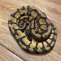 Male pastel enchi yellow 