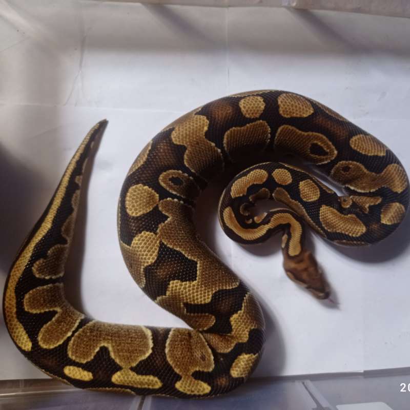 Female fire het clown 100%