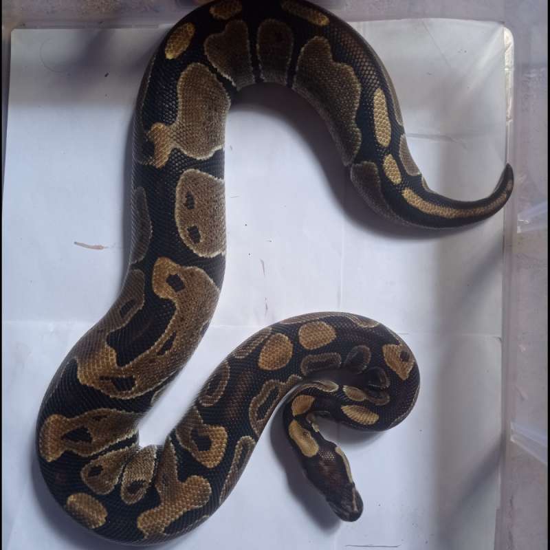 Normal het albino 100% male