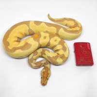 FEMALE BANANA ENCHI LEOPA